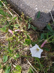 Convolvulus arvensis
