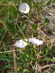 Convolvulus arvensis