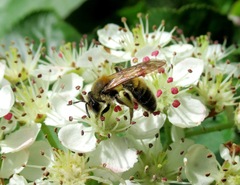 Andrena helvola