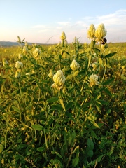 Trifolium pannonicum