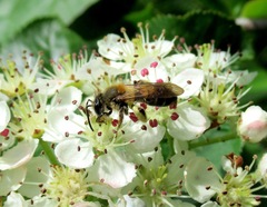 Andrena helvola