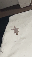 Hemidactylus platyurus