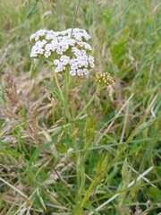 Achillea