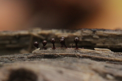 Trichia botrytis