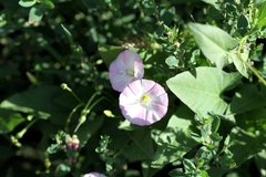 Convolvulus arvensis
