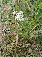Achillea