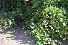 Convolvulus arvensis