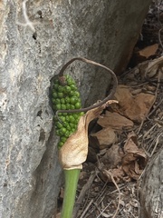 Arum dioscoridis