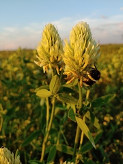 Trifolium pannonicum