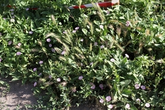 Convolvulus arvensis