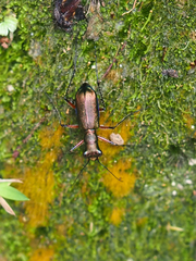 Heptodonta posticalis