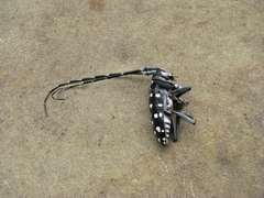 Anoplophora macularia