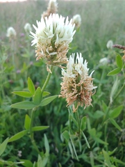 Trifolium pannonicum