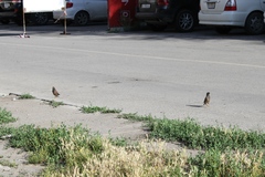 Acridotheres tristis