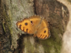 Junonia almana javana