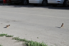 Acridotheres tristis