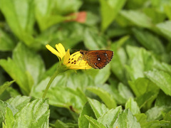 Iambrix salsala salsala