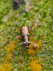 Heptodonta posticalis