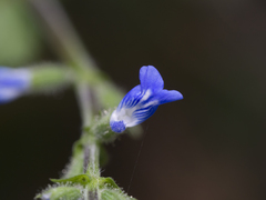 Salvia occidentalis