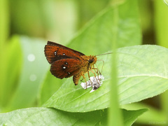 Iambrix salsala salsala