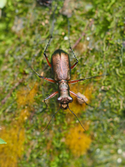 Heptodonta posticalis