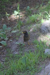 Acridotheres tristis