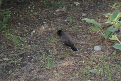 Acridotheres tristis