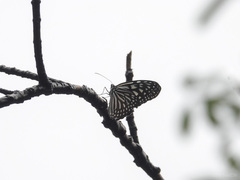 Ideopsis vulgaris macrina