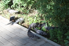 Columba livia domestica