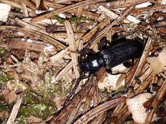 Tetropium castaneum