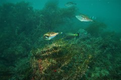 Meuschenia flavolineata