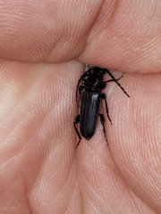 Tetropium castaneum