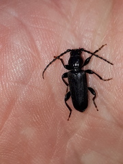 Tetropium castaneum