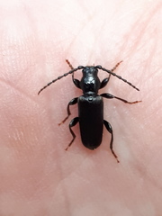 Tetropium castaneum
