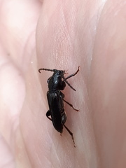 Tetropium castaneum