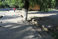 Columba livia domestica