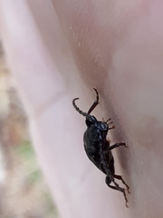 Tetropium castaneum