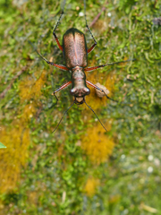 Heptodonta posticalis