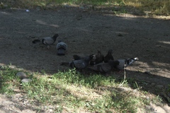 Columba livia domestica