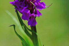 Dactylorhiza praetermissa