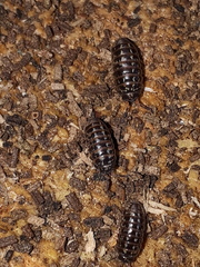 Armadillidium pulchellum