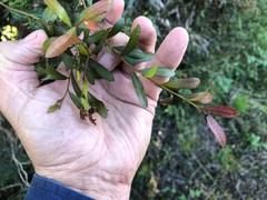 Alectryon diversifolius