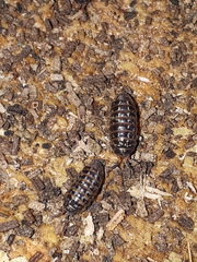 Armadillidium pulchellum