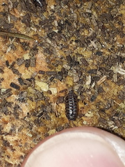 Armadillidium pulchellum