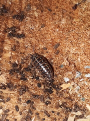 Armadillidium pulchellum