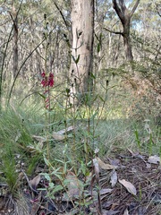 Logania recurva