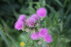 Cirsium arvense