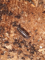 Armadillidium pulchellum