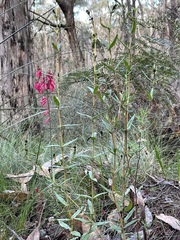 Logania recurva