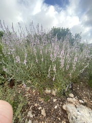 Teucrium creticum